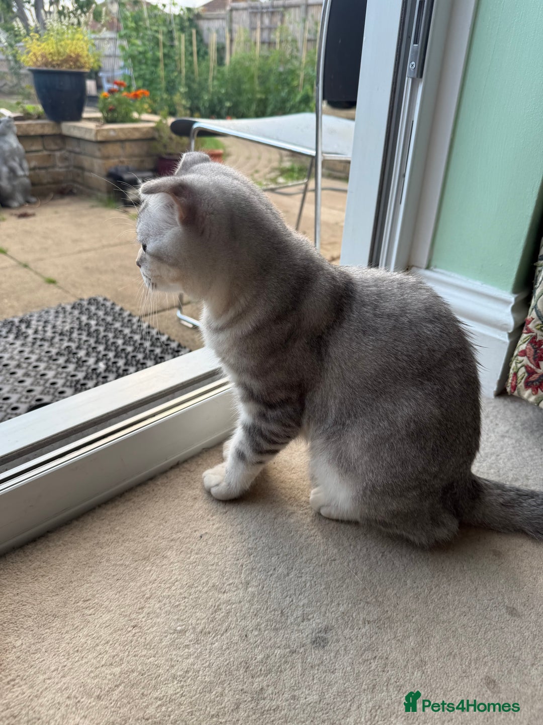 Scottish Fold cats for sale: British Shorthair and Scottish Fold - Image 10