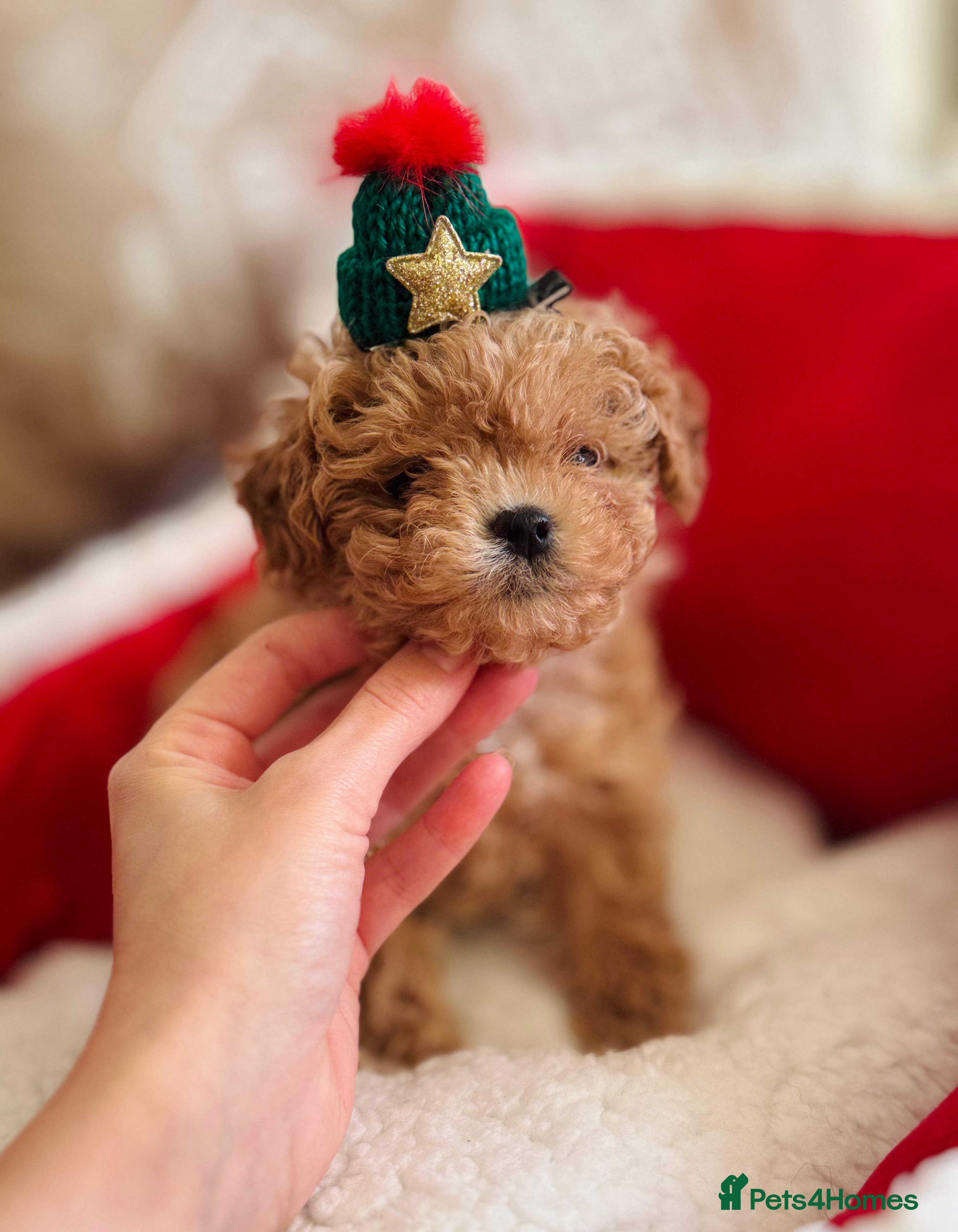 Maltipoo dogs ✨Outstanding Quality Tiny Asian Maltipoo Girls✨ - Advert 17