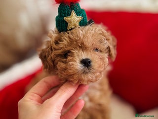 Maltipoo dogs ✨Outstanding Quality Tiny Asian Maltipoo Girls✨ - Advert 17