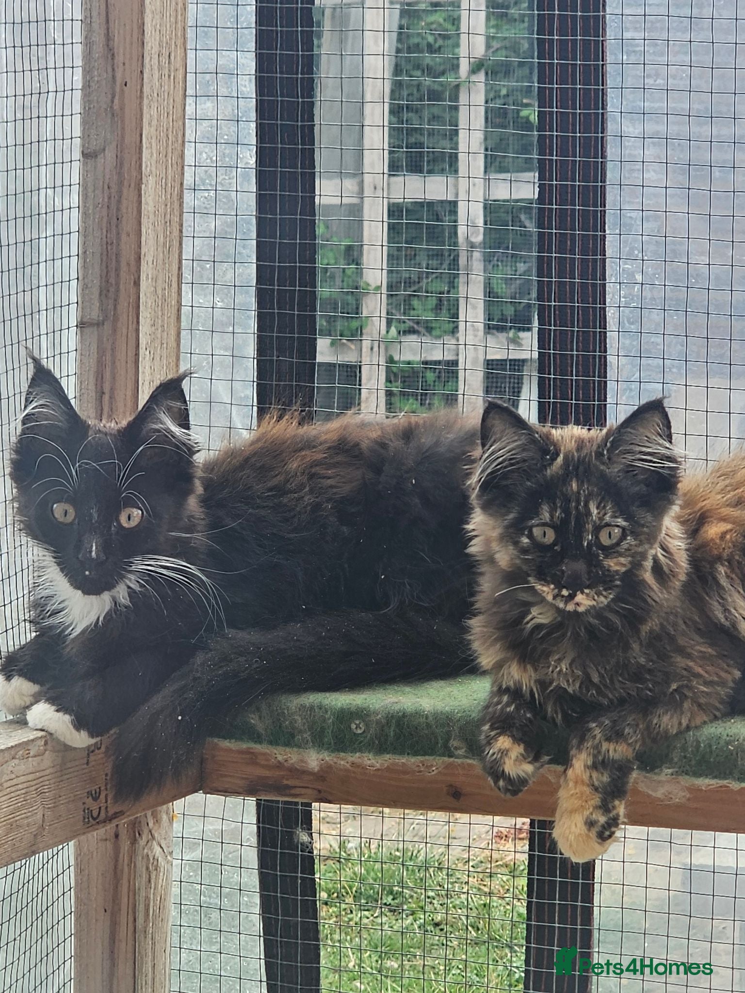 Maine Coon cats Beautiful Maine Coon Kittens - Advert 2