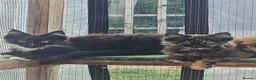 Maine Coon cats for sale: Beautiful Maine Coon Kittens - Advert 2