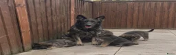 German Shepherd dogs for sale: German Shepherd Pups 🐶 in Birmingham - Advert 3