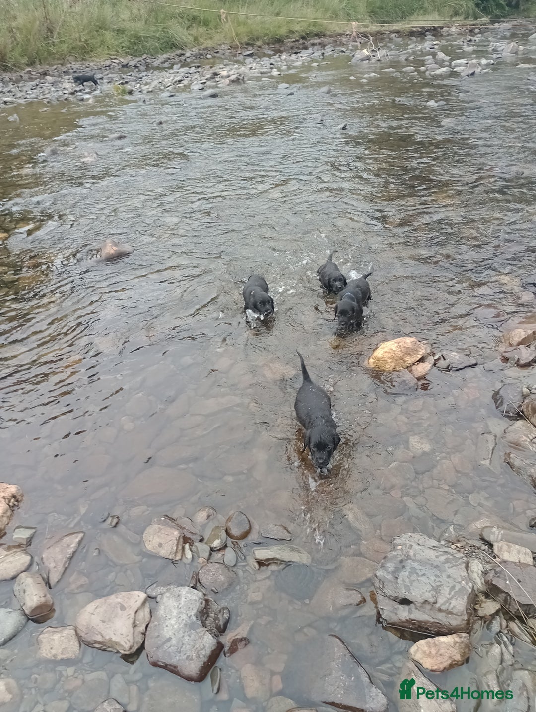 Sprocker dogs for sale: 8 gorgeous Sprocker puppies  - Image 4