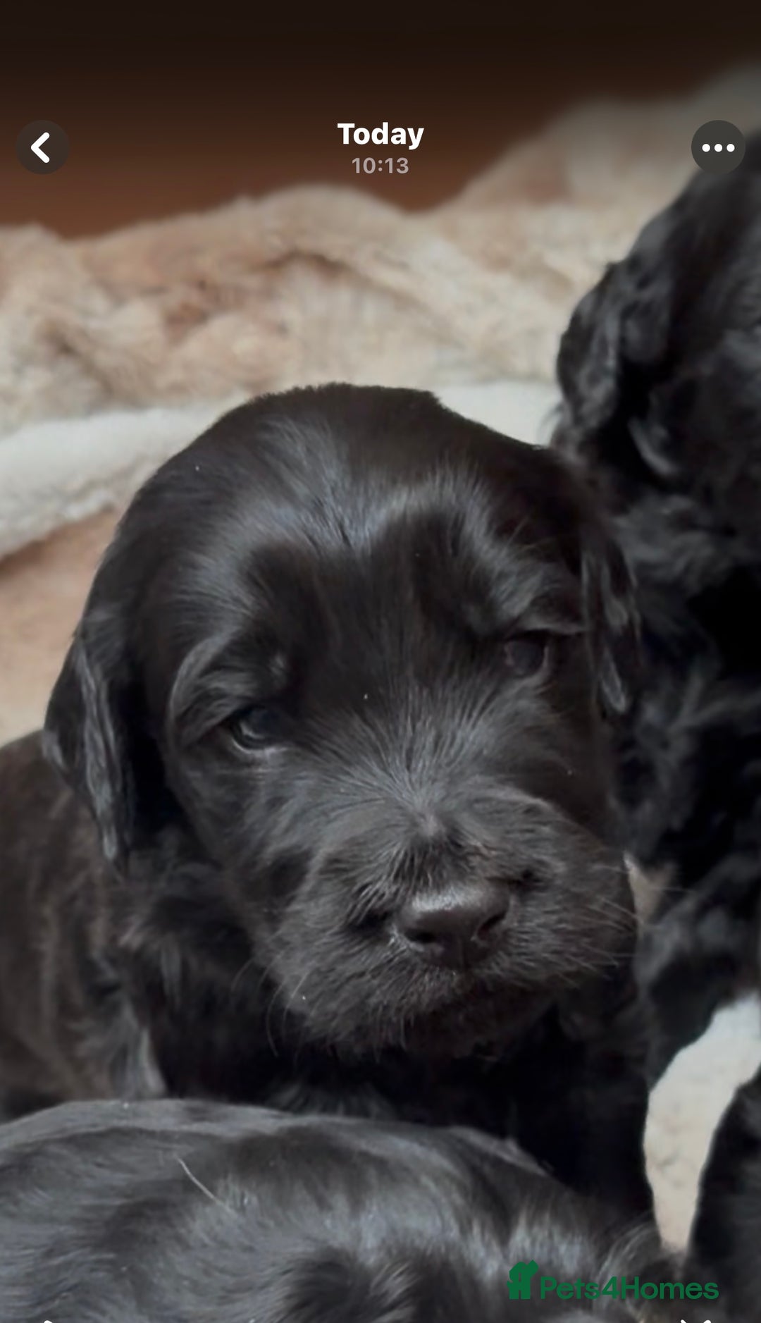 Goldendoodle dogs for sale: Health tested F1 Goldendoodle puppies  - Advert 5