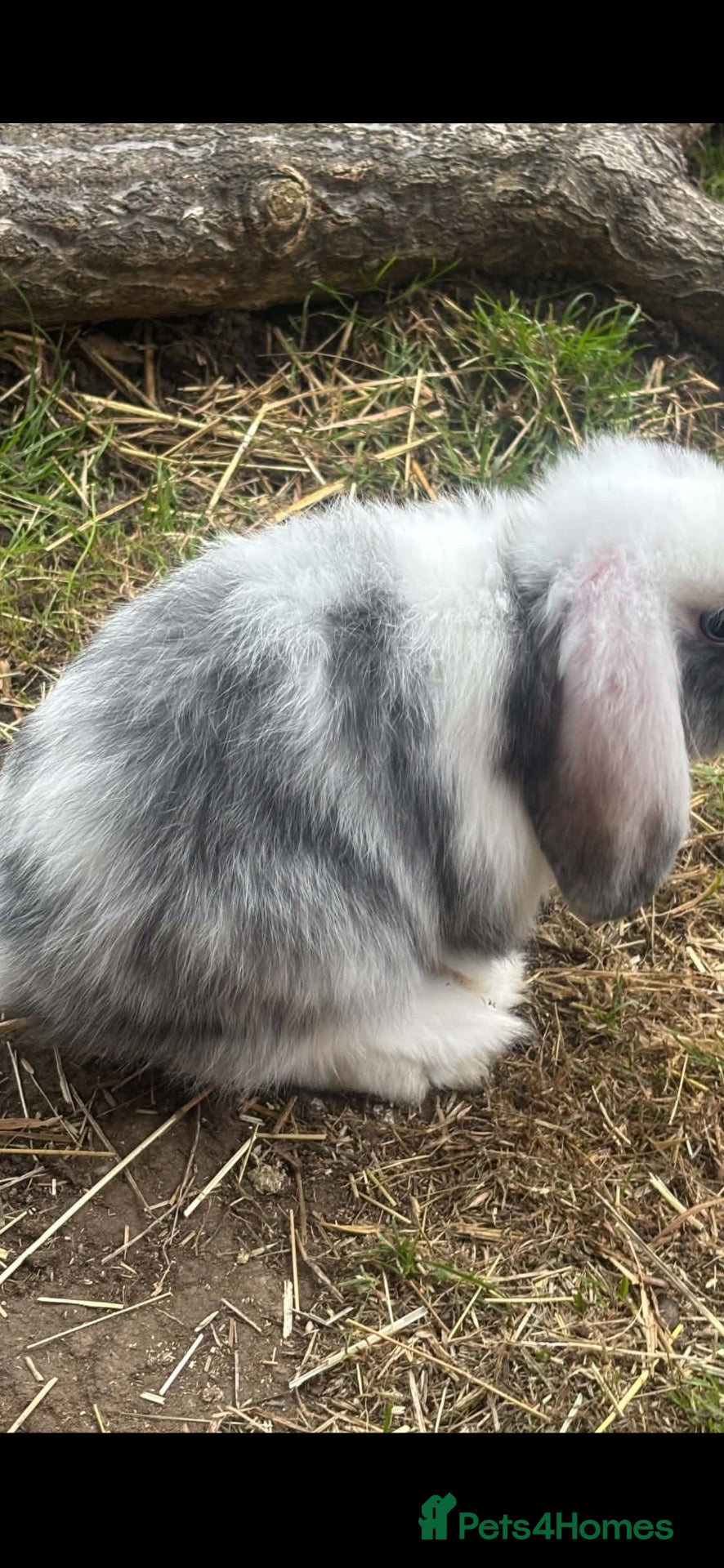 Mini Lop rabbits Gorgeous mini lop doe  - Advert 1