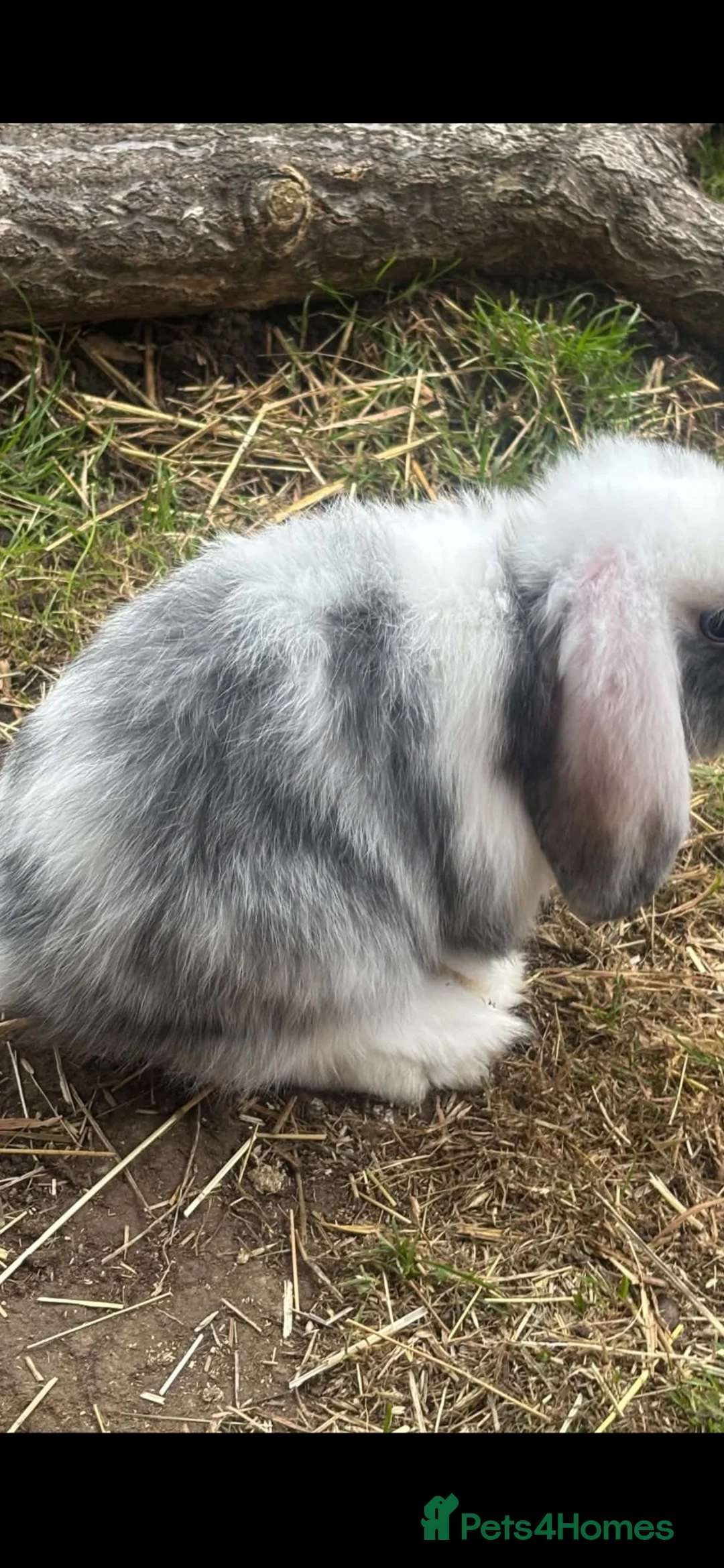 Mini Lop rabbits for sale: Gorgeous mini lop doe  - Advert 1