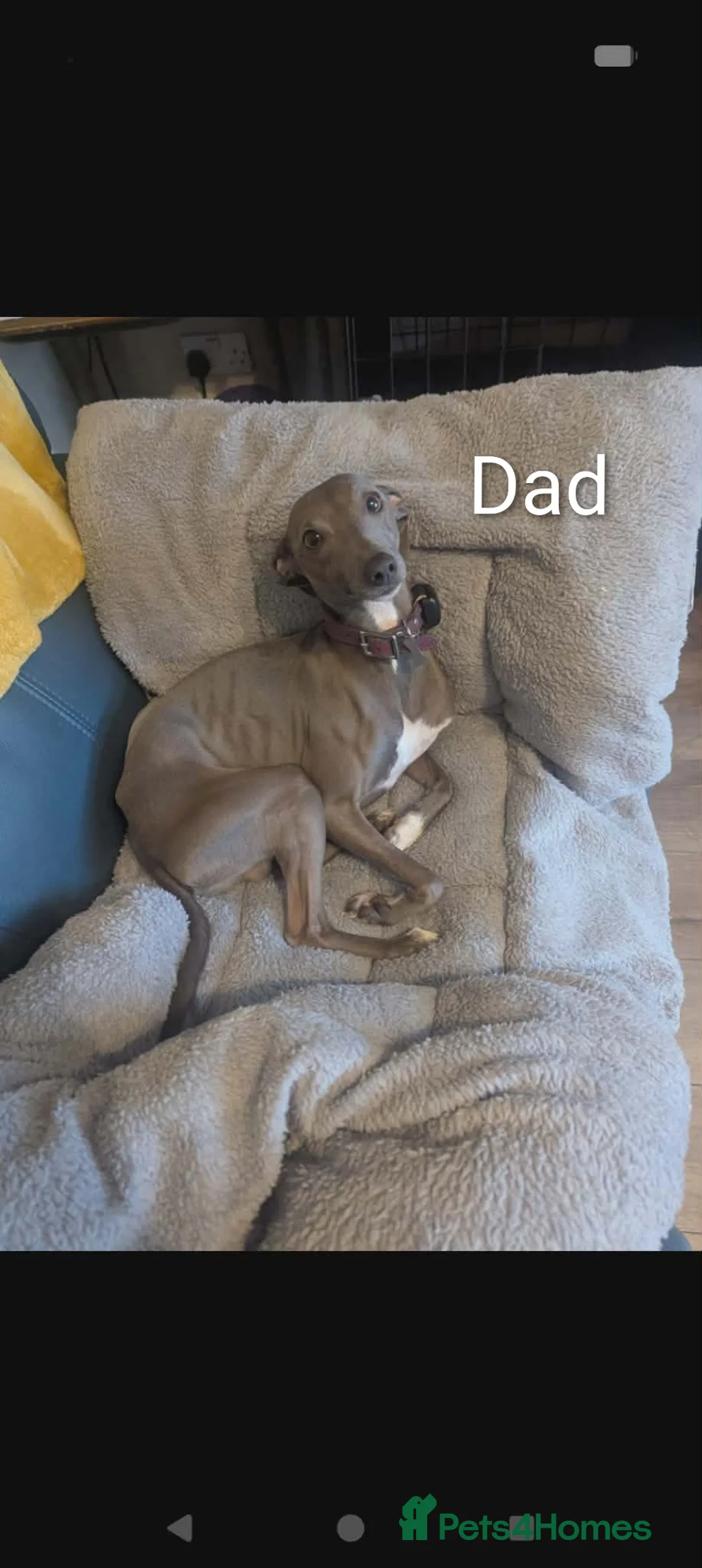 Italian Greyhound dogs for sale: Italian Greyhounds Raised in Loving Home - Advert 13