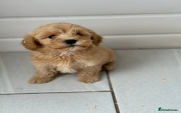 Maltipoo dogs for sale: Quality Korean maltipoos - Image 11