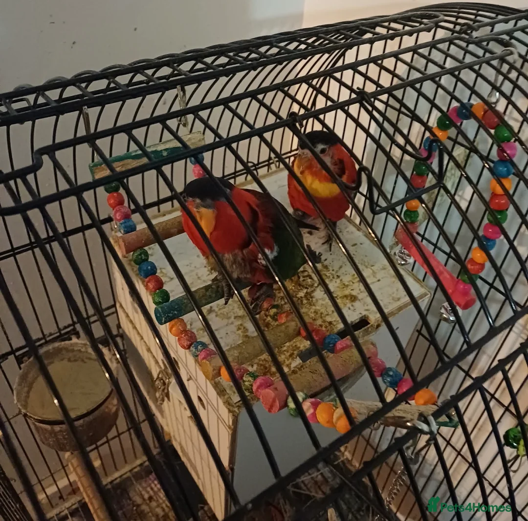 Lorikeets birds for sale: Pair of black capped lorikeets - Advert 1