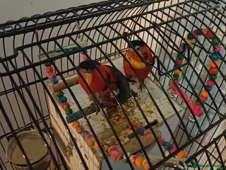 Lorikeets birds Pair of black capped lorikeets - Advert 1