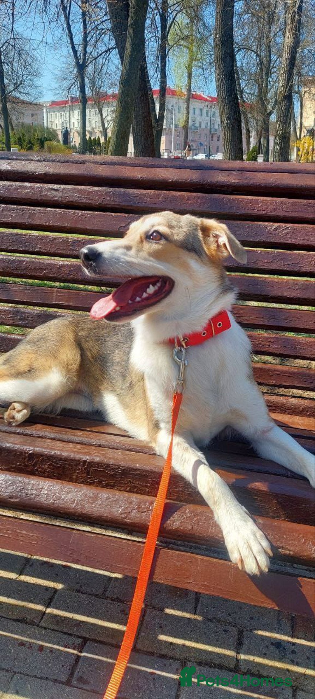 Mixed Breed dogs for adoption: 💖🐶 NINA 🐶💖 - Image 19