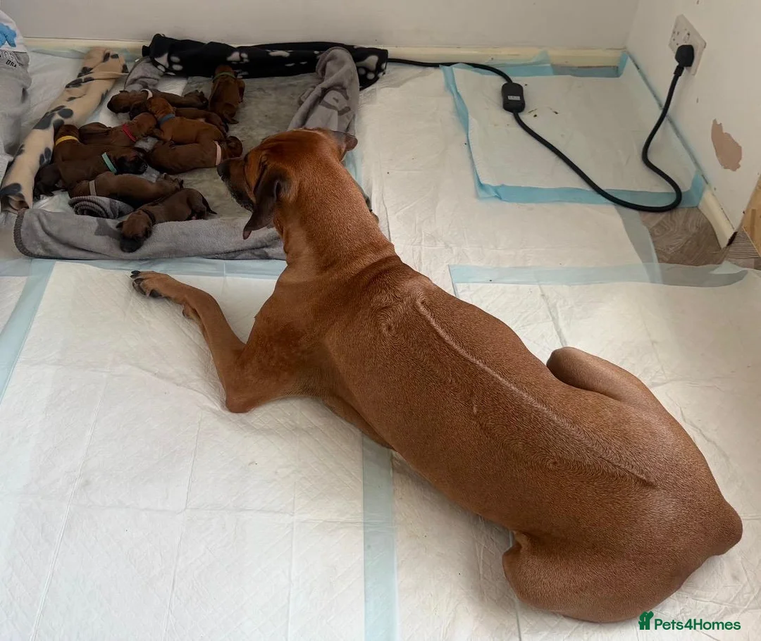 Rhodesian Ridgeback dogs for sale: Stunning KC Registered Rhodesian Ridgeback Puppies in Bristol - Advert 24