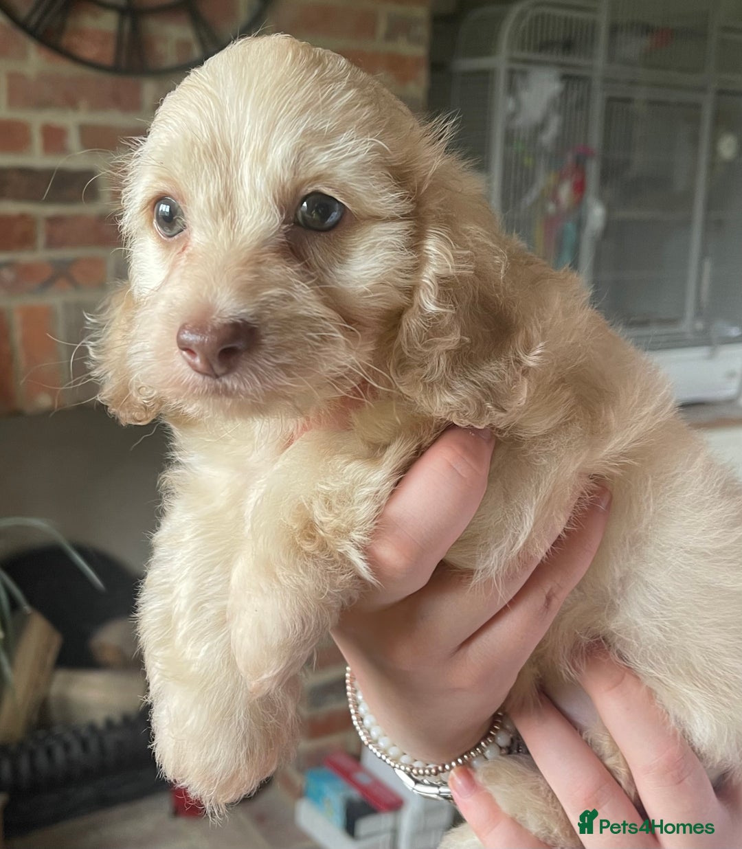 Doxiepoo dogs for sale: Adorable Doxiepoo puppies  - Image 5