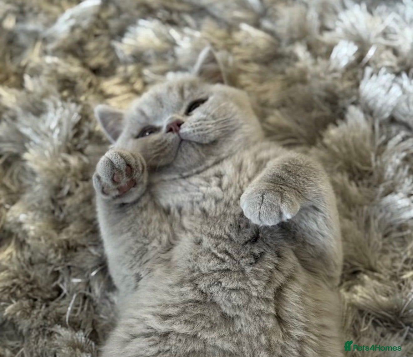British Shorthair cats Tica Active queen British shorthair  - Advert 2
