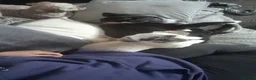 Border Collie dogs for sale: Boreder collie  in Hull - Advert 10