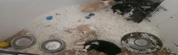 Border Collie dogs for sale: STUNNING HEALTH TESTED BORDER COLLIES in Huddersfield - Advert 8