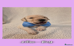 Goldador dogs for sale: Goldador puppies - Image 20