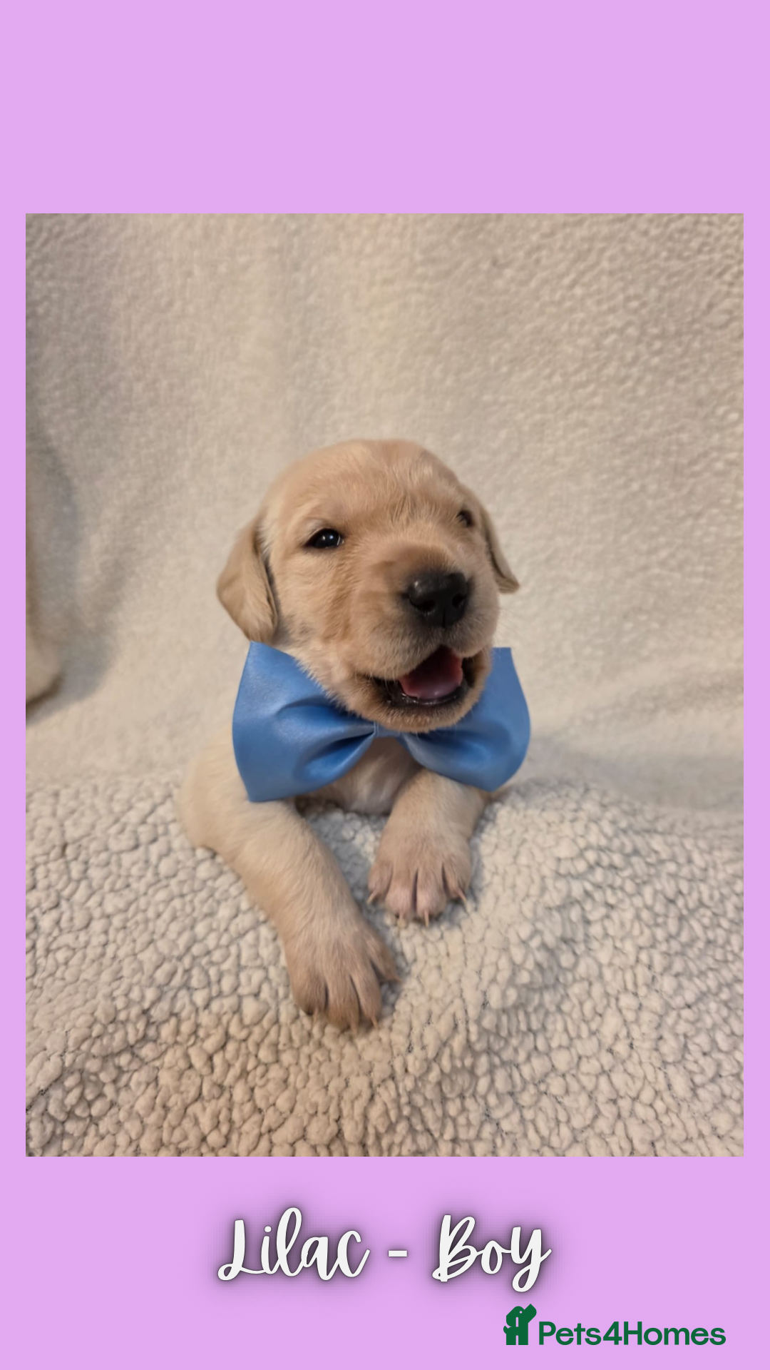 Goldador dogs for sale: Goldador puppies - Image 20