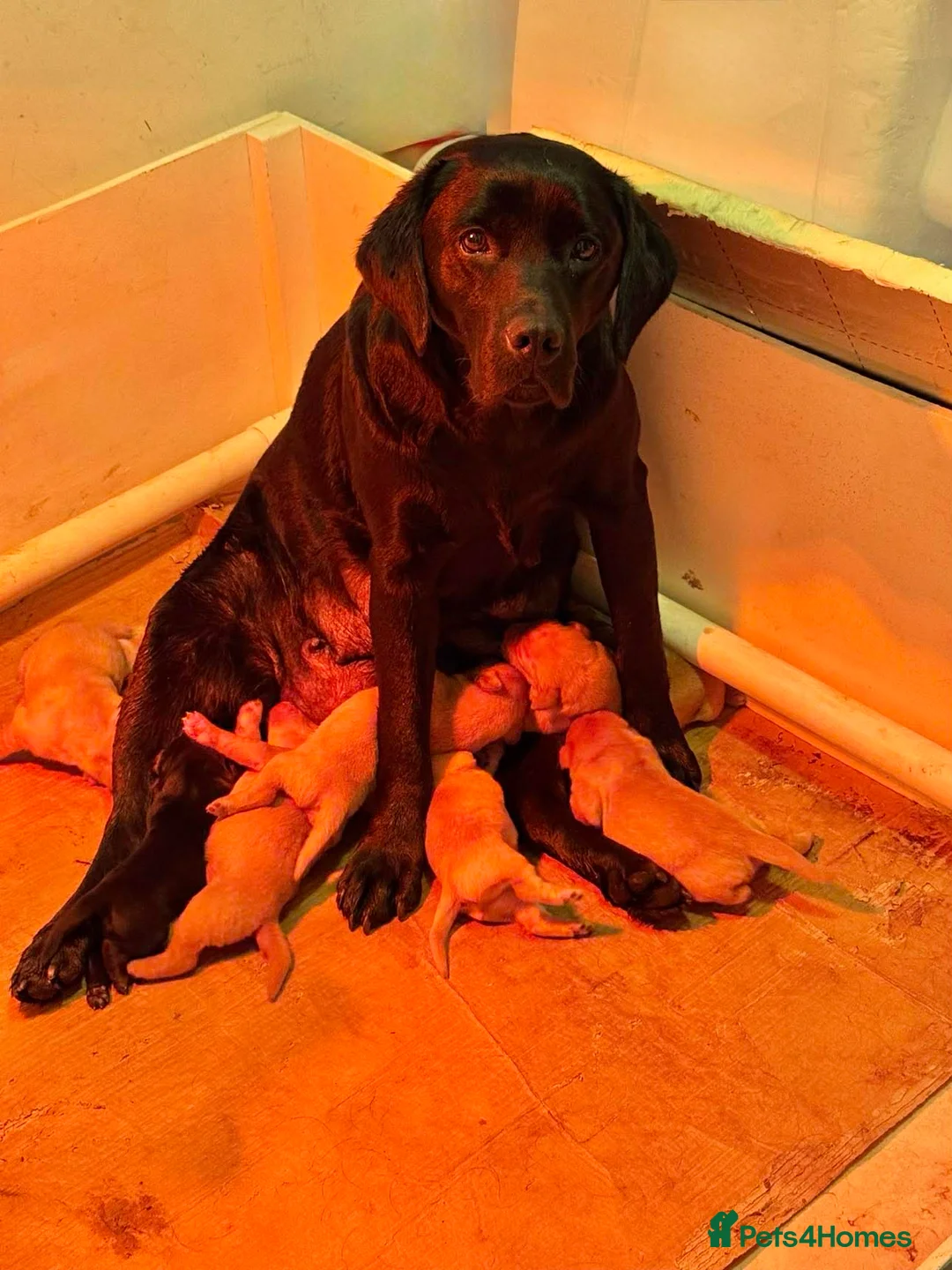 Labrador Retriever dogs for sale: Labrador Retriever - Advert 2