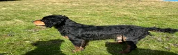 Cocker Spaniel dogs for stud: KC reg Black & Tan Cocker Stud - Advert 10