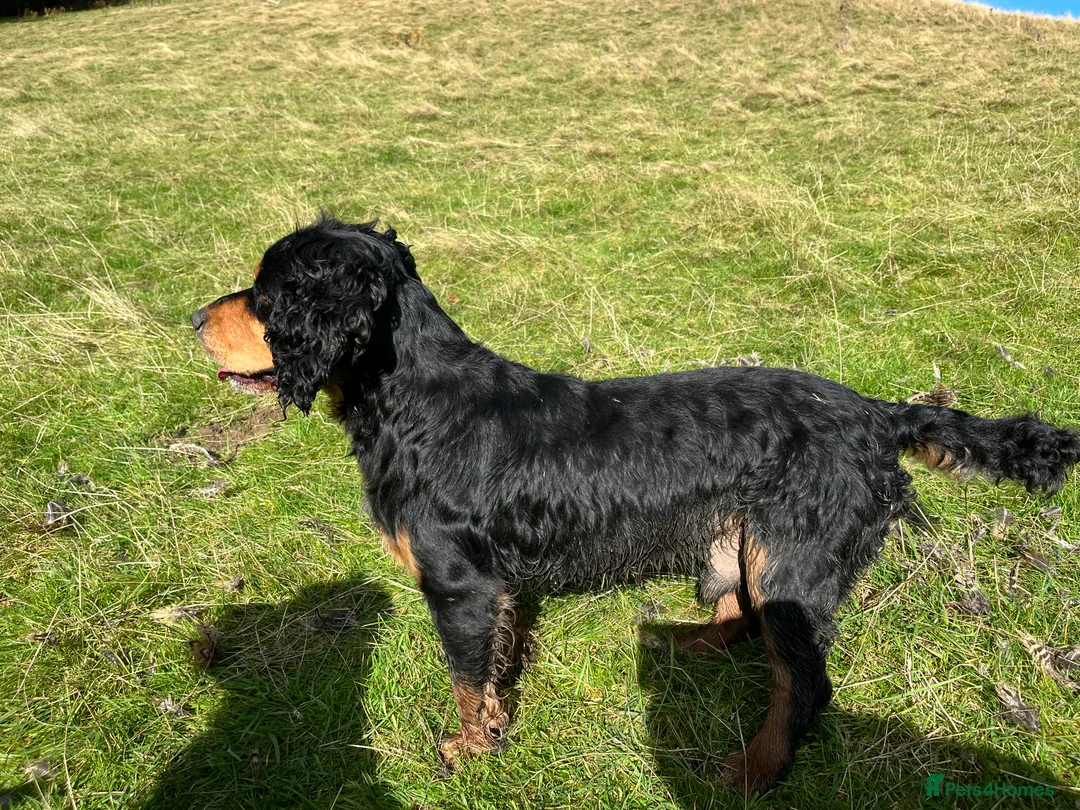 Cocker Spaniel dogs for stud: KC reg Black & Tan Cocker Stud - Advert 10