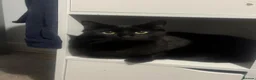 Mixed Breed cats for sale: 2 Black Cats Looking for Their Forever Home - Advert 8
