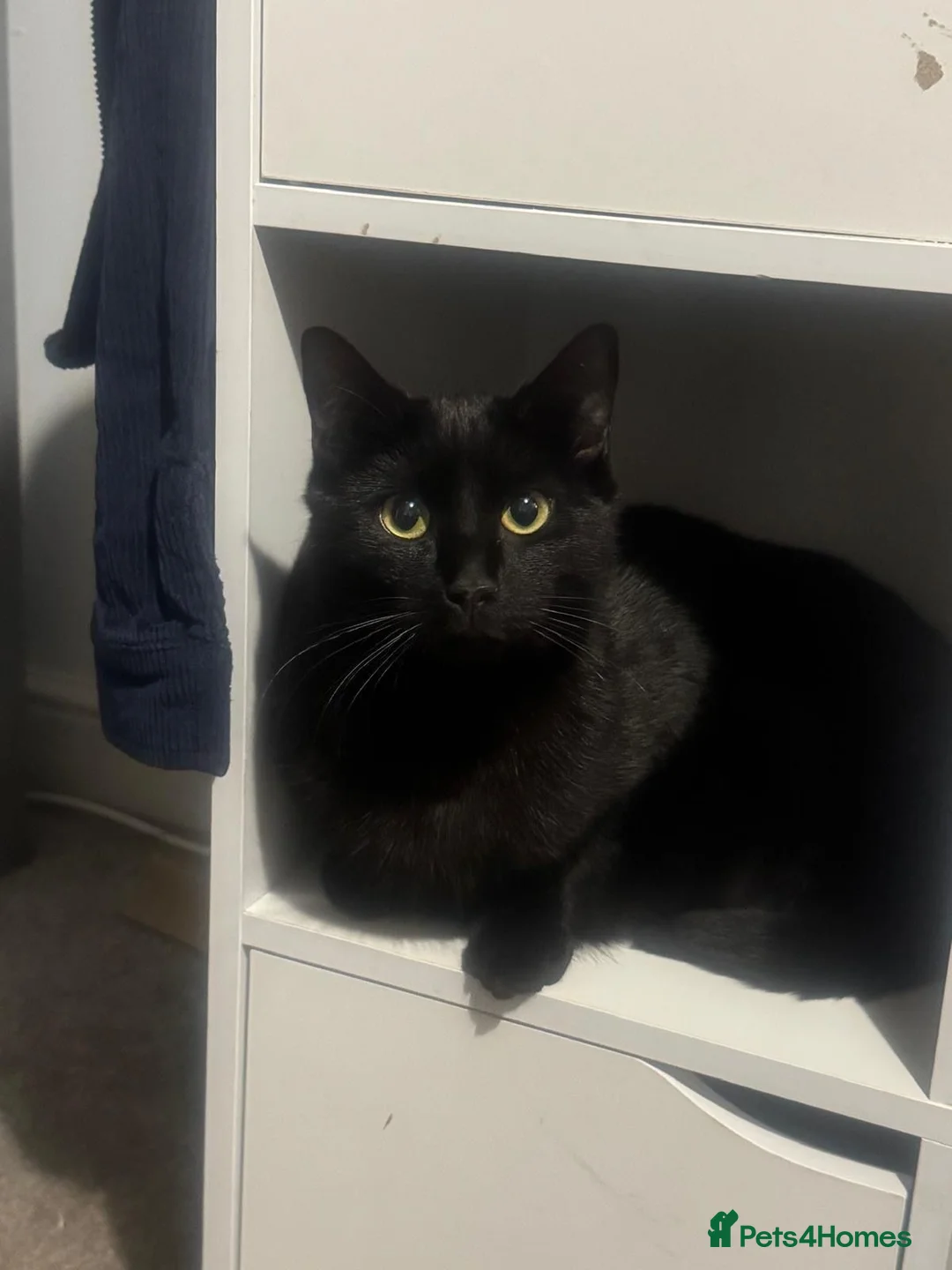 Mixed Breed cats for sale: 2 Black Cats Looking for Their Forever Home - Advert 8