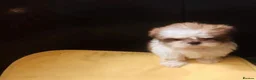 Shih Tzu dogs for sale: Shih Tzu Puppies in Castleford - Advert 5