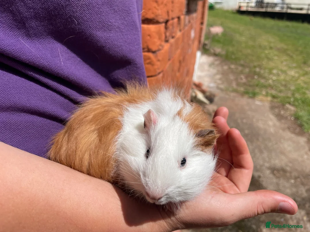 Guinea Pig rodents for sale: Beautiful baby guinea pigs  - Advert 4