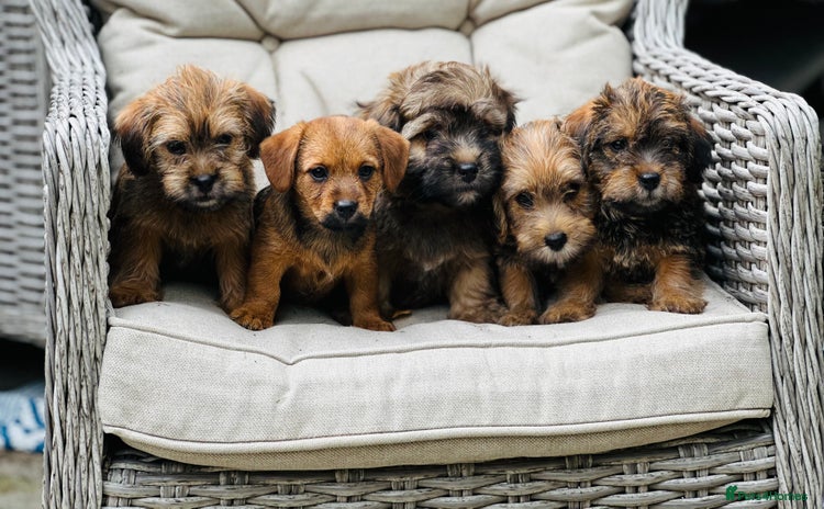 Mixed Breed dogs - Advert 5