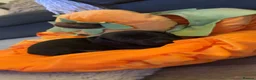 Dachshund dogs for sale: Beautiful little dachshund puppies  - Advert 11