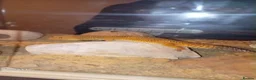 Leopard Gecko reptiles for sale: Leopard gecko  - Advert 2
