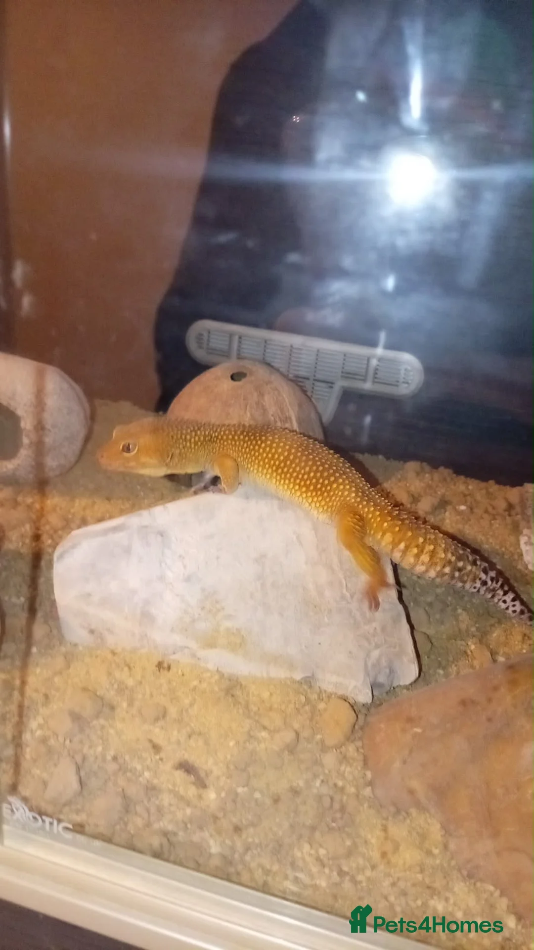Leopard Gecko reptiles for sale: Leopard gecko  - Advert 2