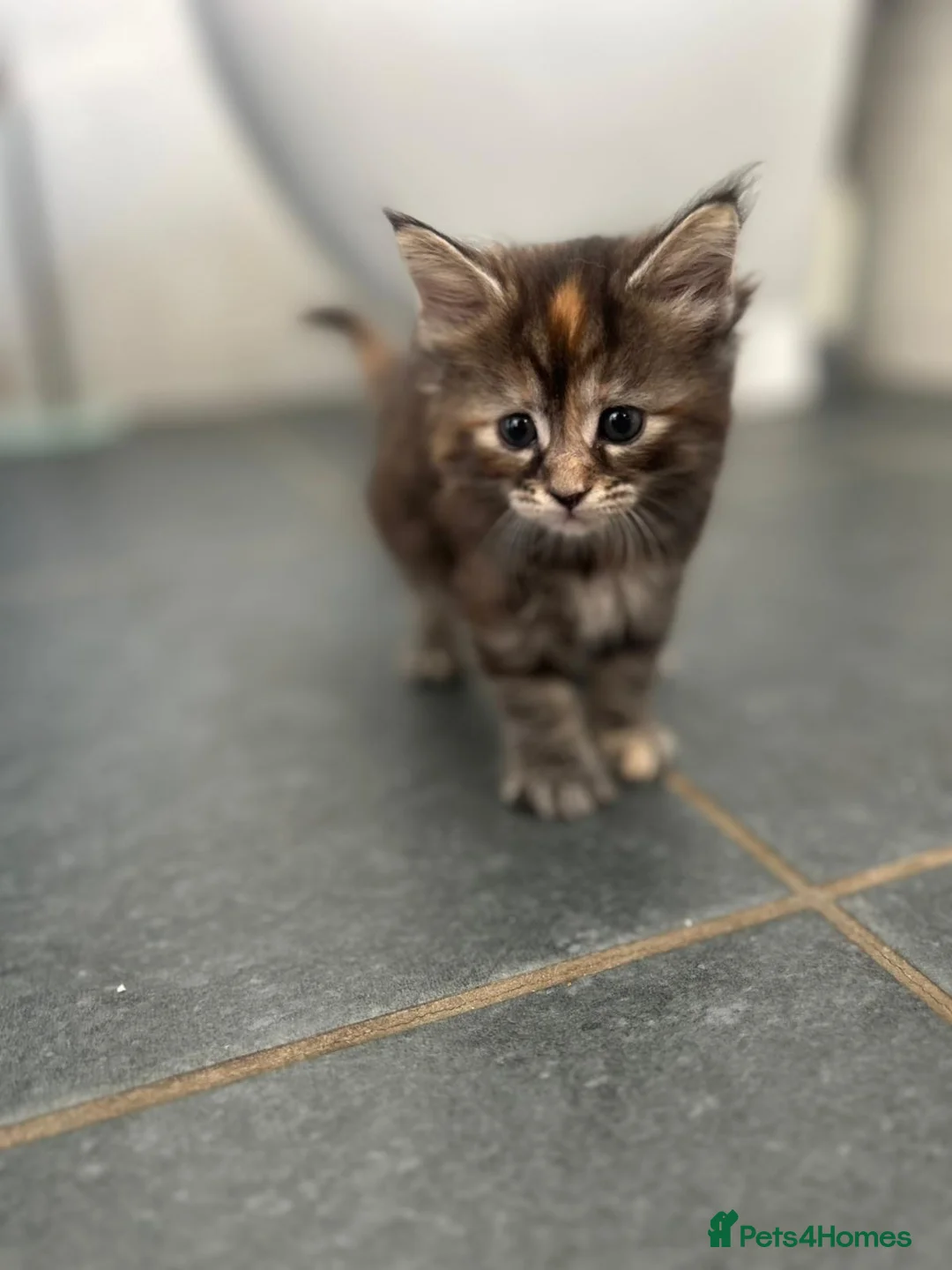 Mixed Breed cats for sale: Maine Coon/Ragdoll cross in Great Missenden - Advert 1