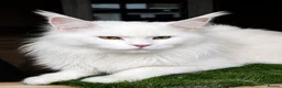 Maine Coon cats for stud: Maine coon stud service  - Advert 1