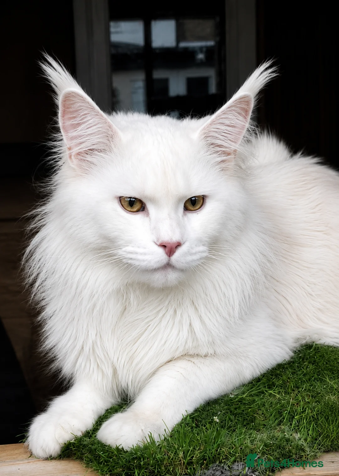 Maine Coon cats for stud: Maine coon stud service  - Advert 1