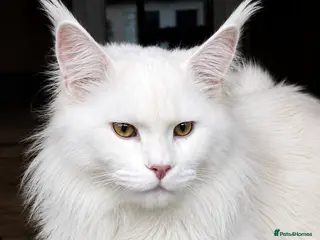 Maine Coon cats for stud: Maine coon stud service - Advert 1