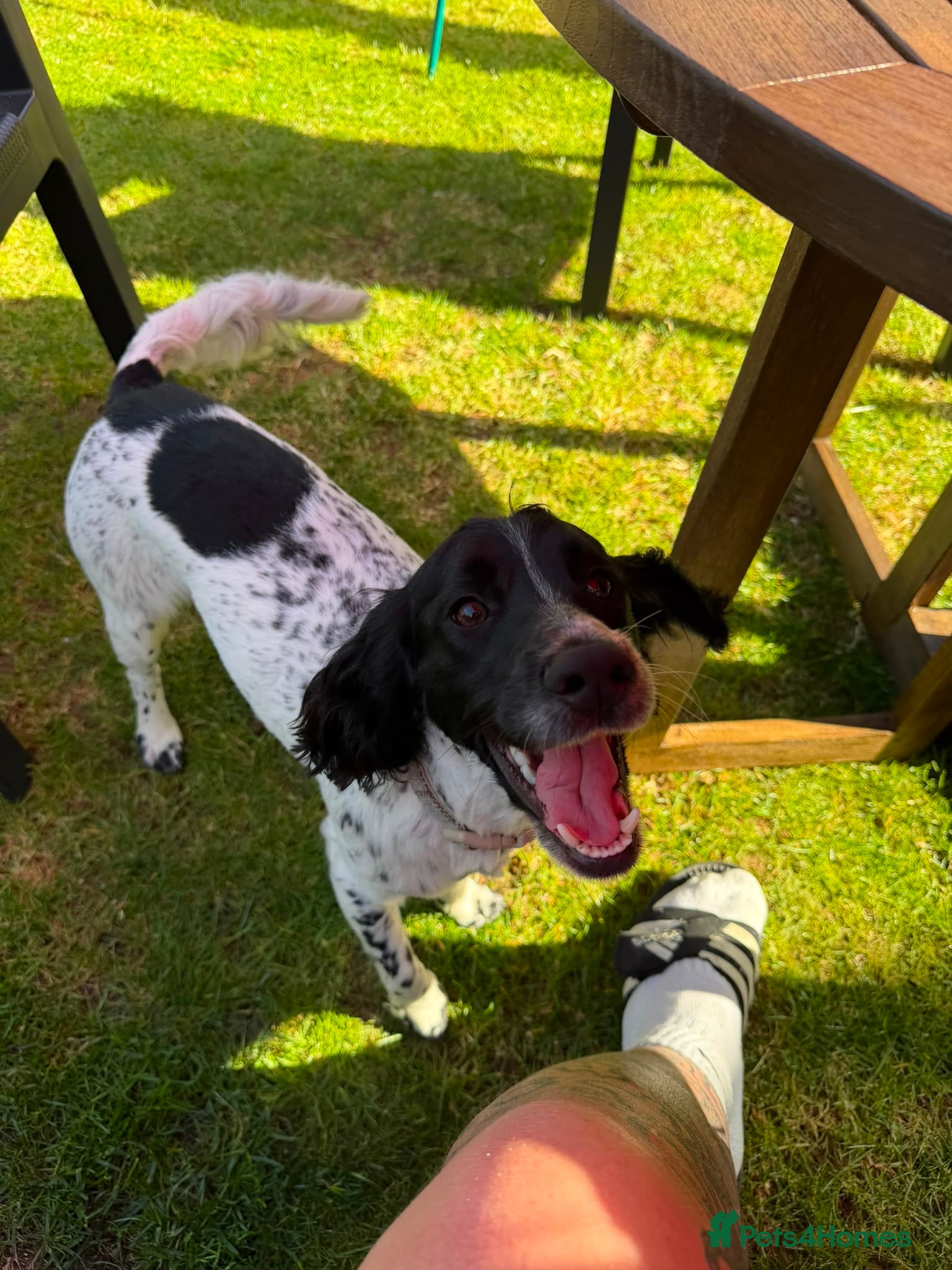 Cocker Spaniel dogs Simba 1 year old male cocker spaniel - Advert 4
