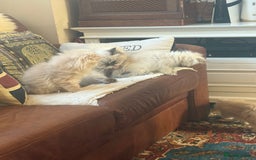 Persian cats for sale: Persian kitten with blue eyes - Image 7