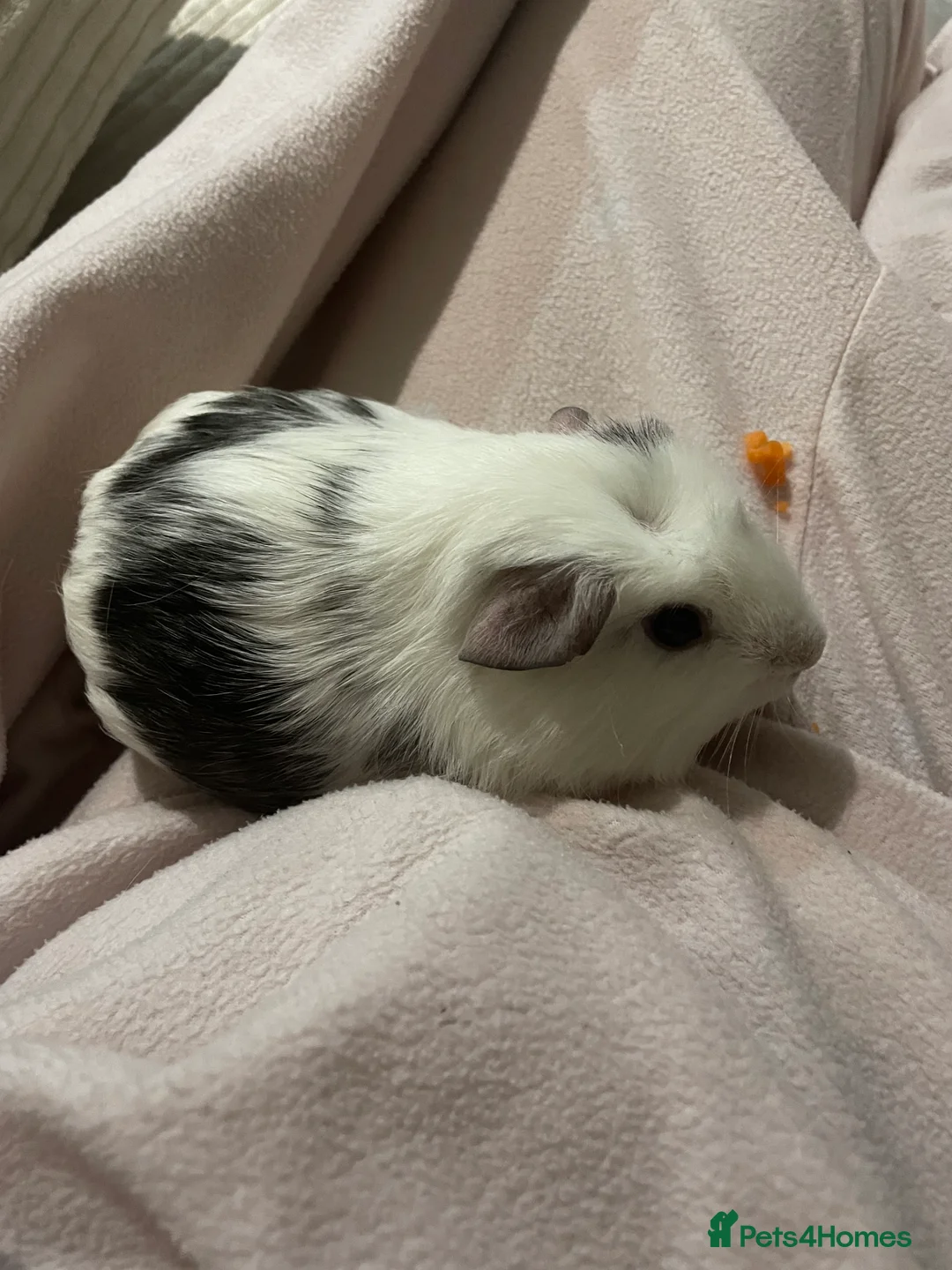 Guinea Pig rodents for sale: Two male friendly guinea pigs  - Advert 3