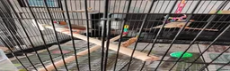 Finches birds for sale: Bonded Pair of zebra finches in Shoreham-by-Sea - Advert 1