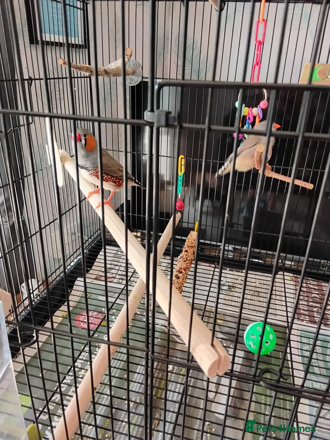 Finches birds for sale: Bonded Pair of zebra finches in Shoreham-by-Sea - Advert 1
