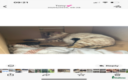 Bengal cats for sale: Bengal babies  - Image 28