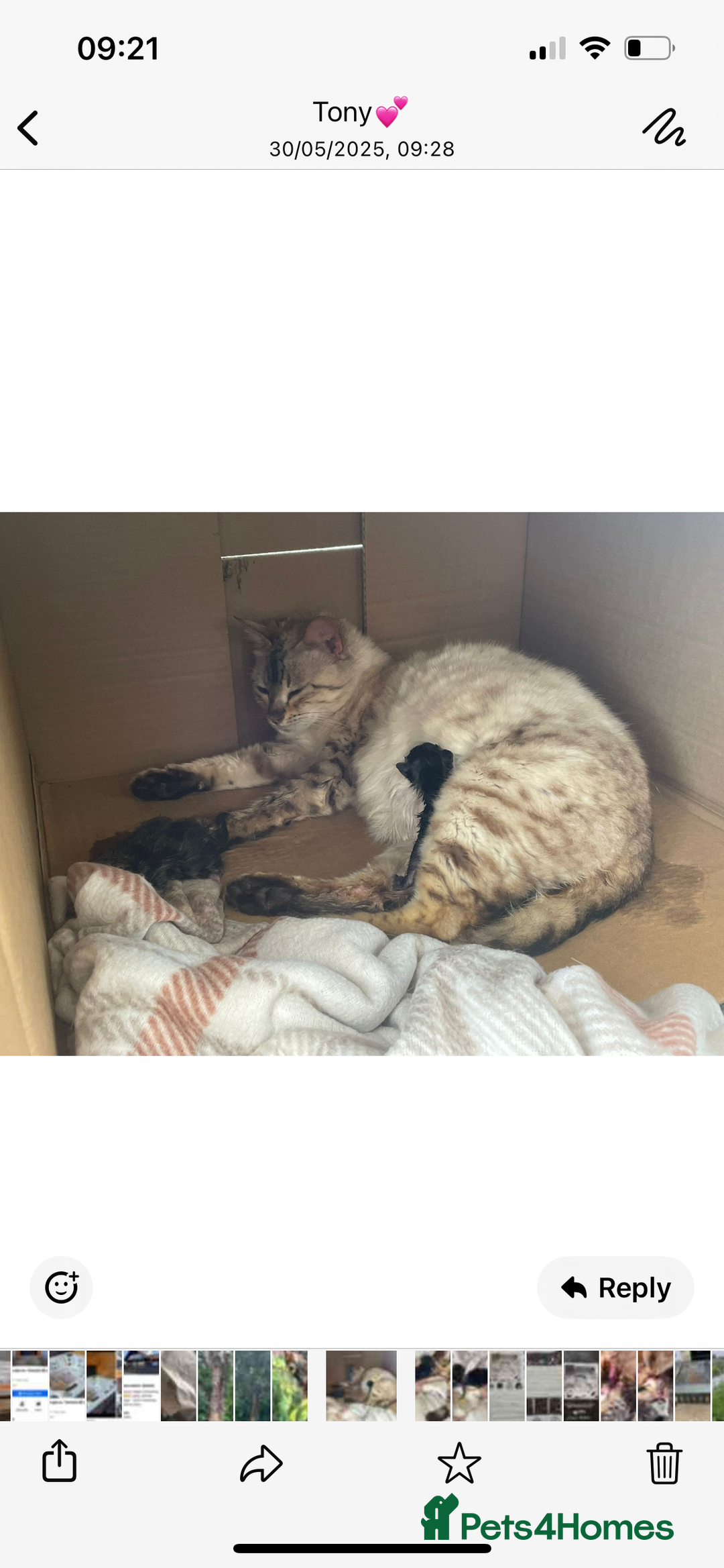 Bengal cats for sale: Bengal babies  - Image 28