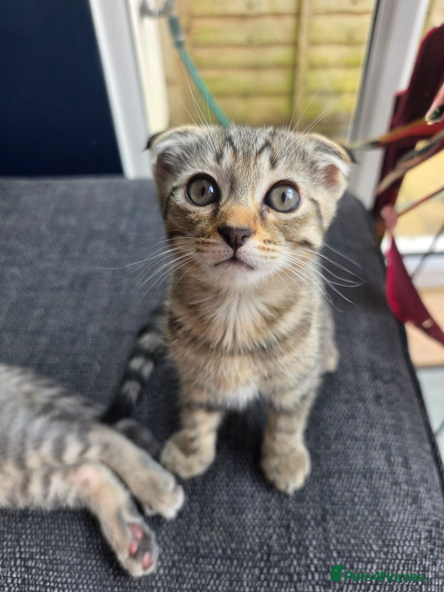 Scottish Fold cats *1 LEFT, READY NOW* Pretty Scottish Fold girl  - Advert 2