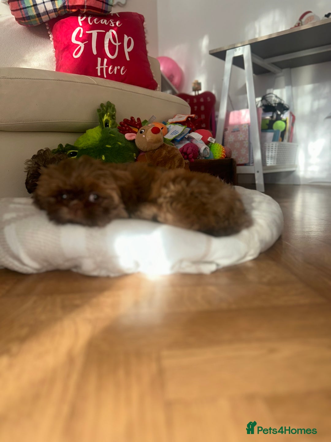 Shih Tzu dogs for sale: Stunning Karashishi Shih tzus - Advert 24