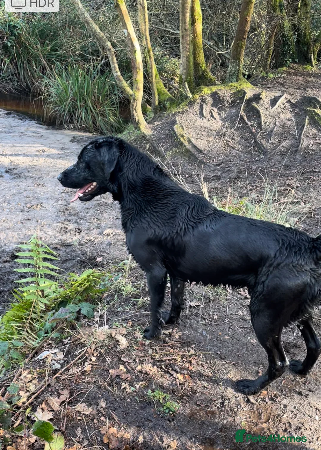 Labrador Retriever dogs for stud: Black Labrador Stud dog in Christchurch - Advert 2