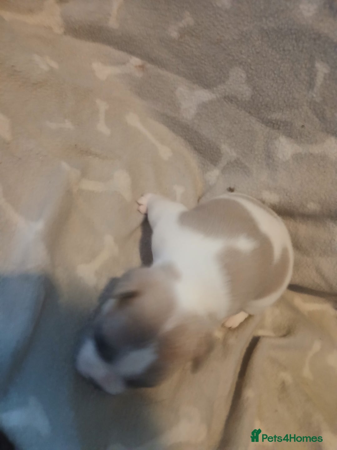 Mixed Breed dogs for sale: French bulldogs  - Image 4