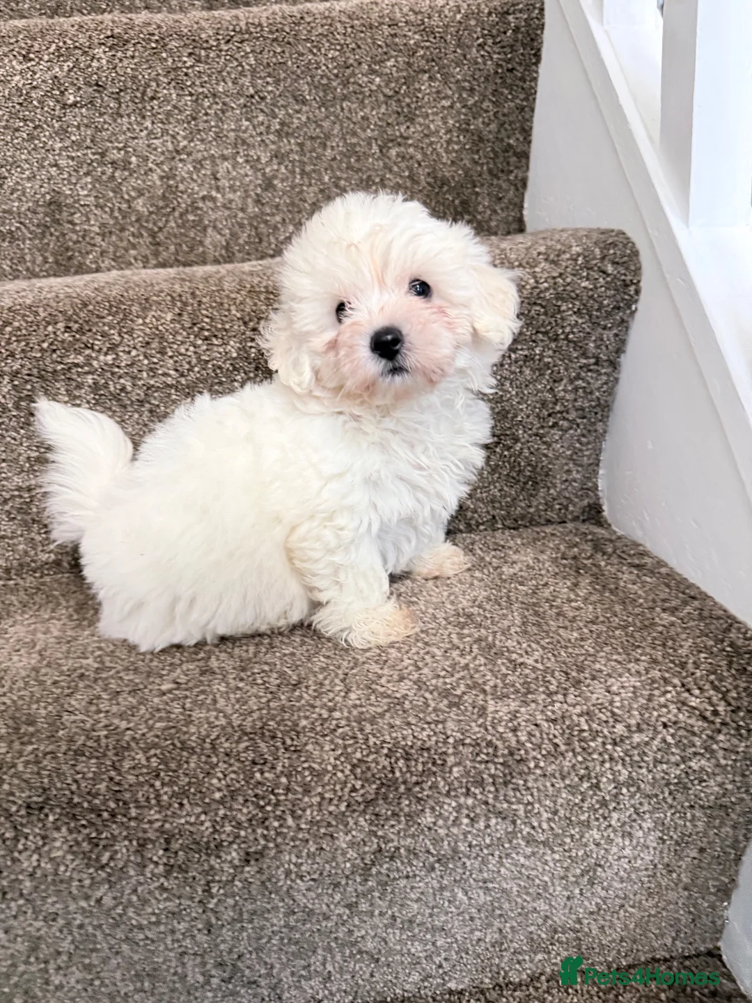 Poochon dogs for sale: 4 beautiful girls - Advert 1