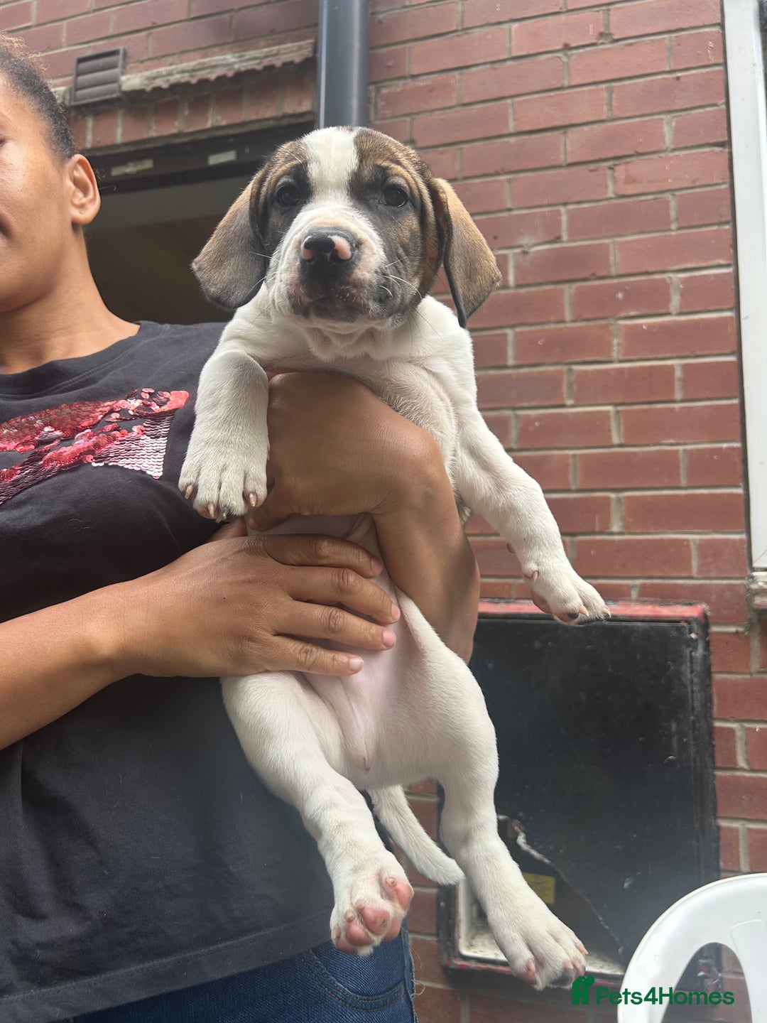Mixed Breed dogs for sale: 🐾Cocker-Pie (Mini Hippo)s🐾 - Image 29